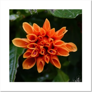 Orange Dahlia Posters and Art